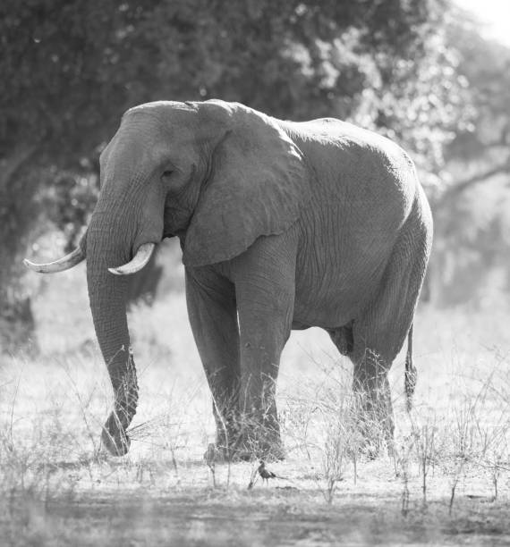 istock Beautiful Mana Pools Wildlife pictures 1388875455