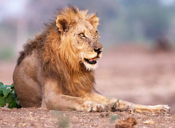 istock Beautiful Mana Pools Wildlife pictures 1388875482
