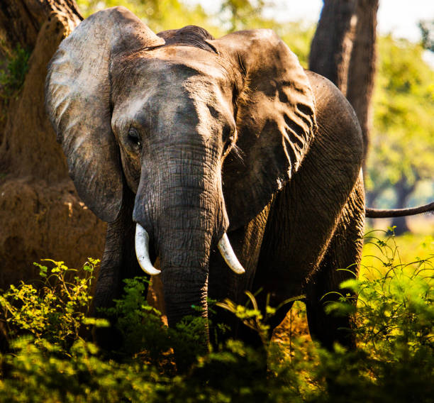 istock Beautiful Mana Pools Wildlife pictures 1388875522