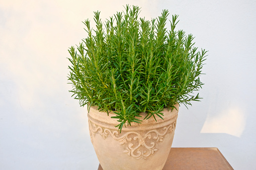 Fresh rosemary in a rustic clay pot in the soft evening light