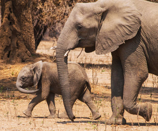 istock Beautiful Mana Pools Wildlife pictures 1388876090
