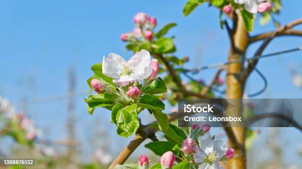 Close Up In Spring Stock Photo - Download Image Now - Apple Blossom, Austria, Beauty