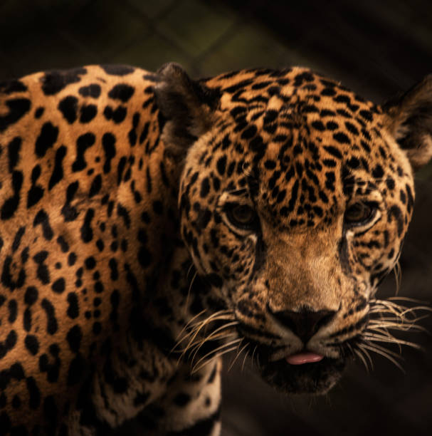 istock Beautiful Mana Pools Wildlife pictures 1388876211