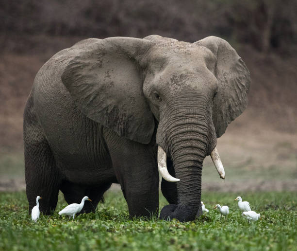 istock Beautiful Mana Pools Wildlife pictures 1388876212