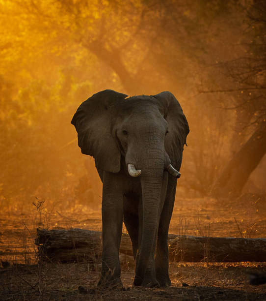 istock Beautiful Mana Pools Wildlife pictures 1388876215