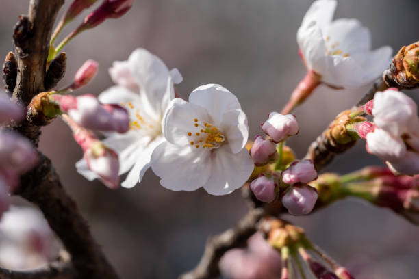 istock Sakura - Cherry Blossom in Japan 1388877712
