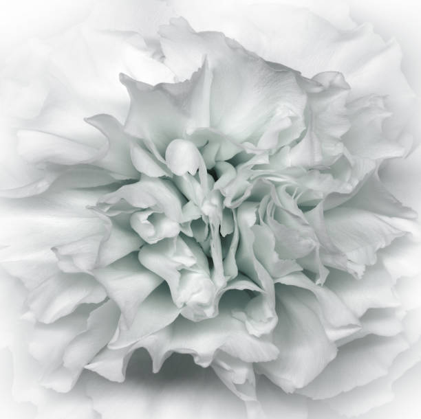 istock Clove  flower. Floral white background. Macro.   Nature. 1388880425