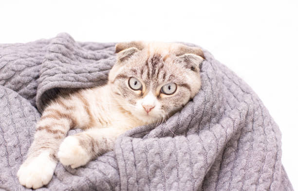 istock Cute tabby kitten sleep on white soft blanket. Cats rest napping on bed. Comfortable pets sleep at cozy home. 1388882996