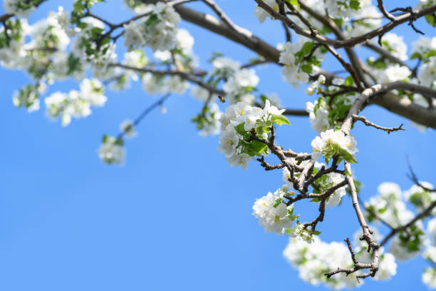 Blooming apple tree, pear tree branches white flowers against blue sky. Spring background