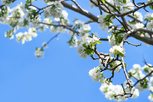 Blooming apple tree, pear tree branches white flowers against blue sky. Spring background