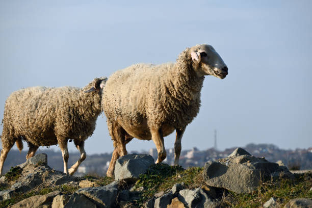 istock Sheeps in the floodplain forest National Park 1388884699