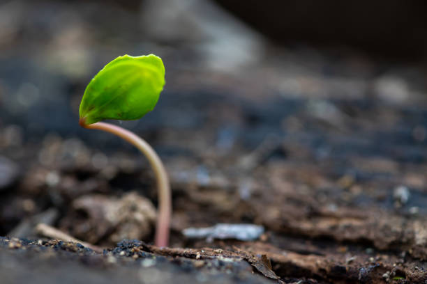 istock Sprouting seeds, new life concept 1388886075