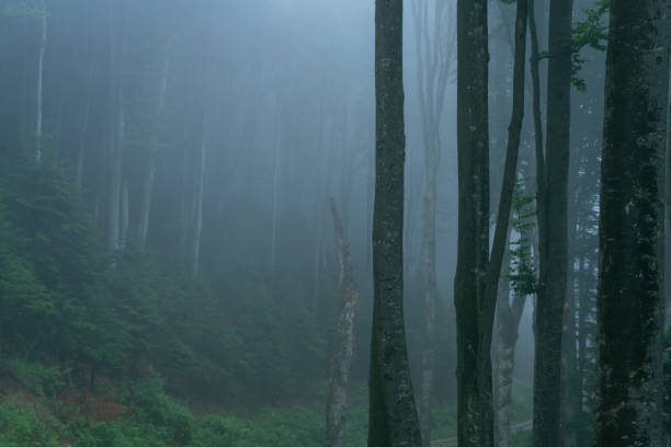 istock A view of a dark forest 1388886088