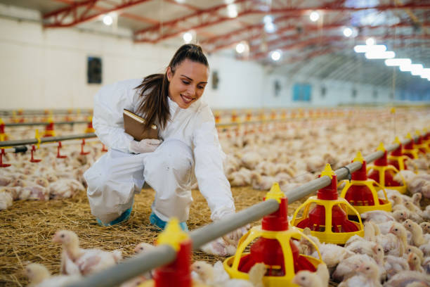 istock veterinarian at chicken farm 1388886313