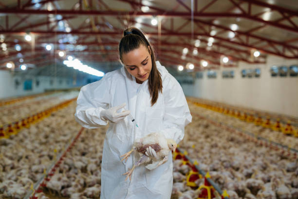 istock veterinarian at chicken farm 1388886360