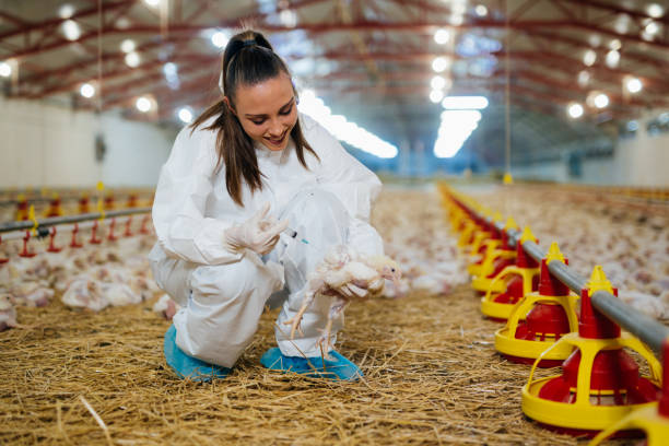 istock veterinarian at chicken farm 1388886380