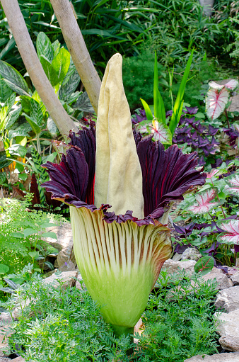 Blooming corpse lily, Amorphophallus titanum. This tropical plant, about 6 feet (2 meters) tall, only blooms about once every 10 years.