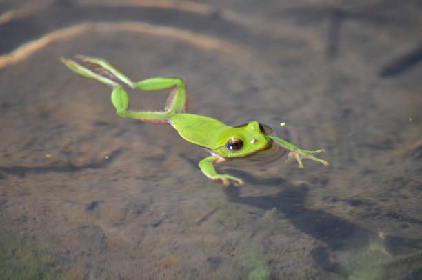 istock Rhacophorus schlegelii 1388887250