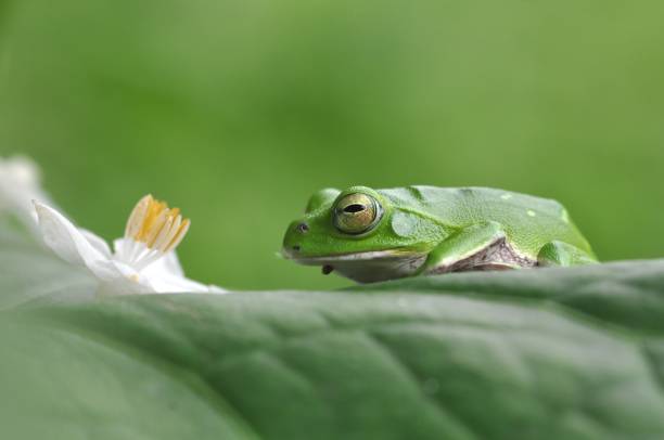 istock Rhacophorus schlegelii 1388887259