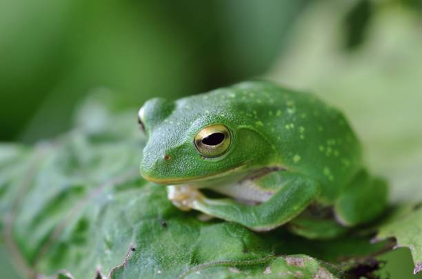 istock Rhacophorus schlegelii 1388887307