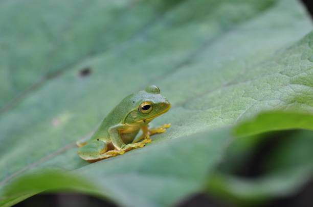 istock Rhacophorus schlegelii 1388887438