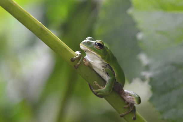 istock Rhacophorus schlegelii 1388887499