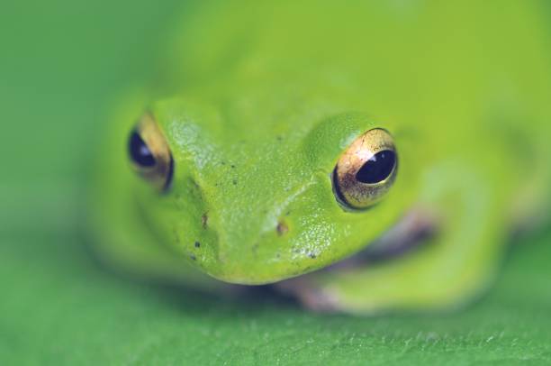 istock Rhacophorus schlegelii 1388887529