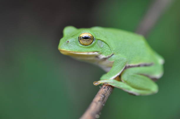 istock Rhacophorus schlegelii 1388887560