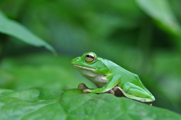istock Rhacophorus schlegelii 1388887563