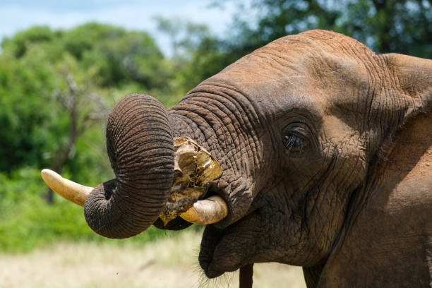 istock Elephant eating scull of another elephant 1388887580