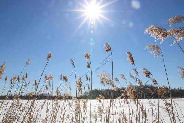istock Spring landscape with bright sun. Dry panicles sway in the wind 1388888645