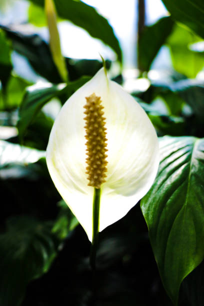 istock White Anthuriums, tropical plant in green leafy background. 1388888711
