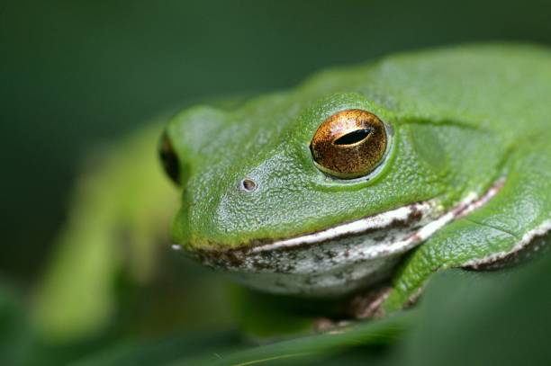 istock Rhacophorus schlegelii 1388889769