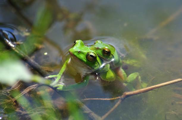 istock Rhacophorus schlegelii 1388889823