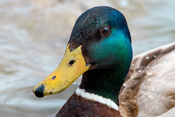 istock Mallard duck portrait 1388891456