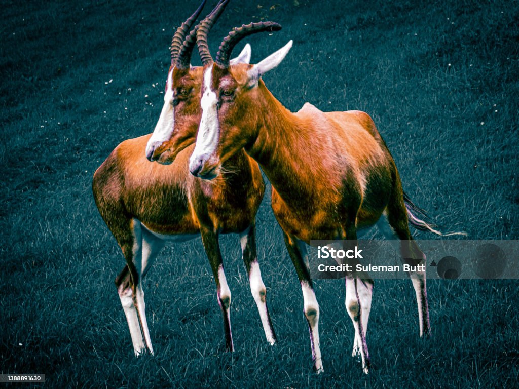 Two beautiful blesboks A picture of two blesboks on a discoloured grass. Animal Stock Photo Two beautiful blesboks A picture of two blesboks on a discoloured grass. Animal Stock Photo