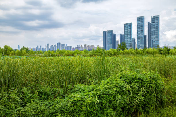 istock Wetland park landscape and modern skyscrapers background 1388892601