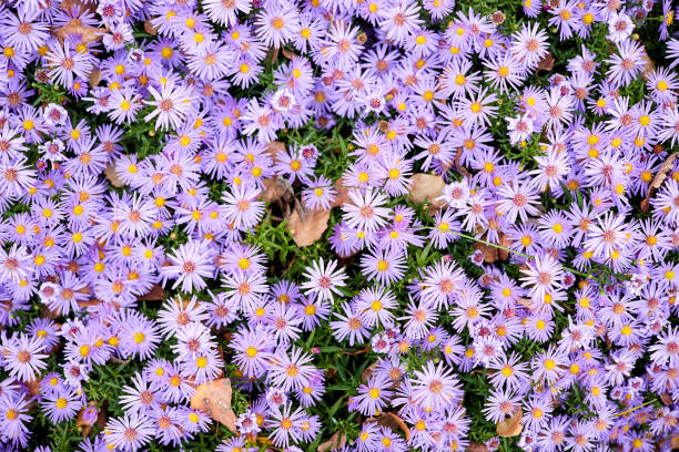 istock Aster dumosus Blue Lagoon or pillows Aster in autumn garden 1388894507