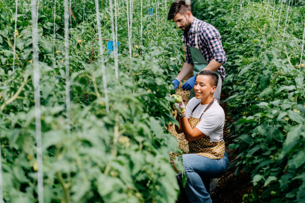 istock Female Organic farmer checking his tomatoes in a hothouse 1388894780
