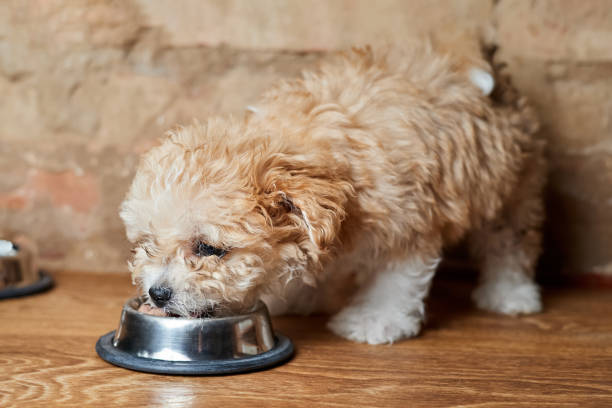 istock Maltipoo puppy eats from a metal bowl on a brick wall background. Close-up, selective focus 1388894951