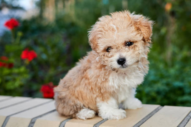3,300+ Maltipoo Puppy Stock Photos, Pictures & Royalty-Free Images - iStock