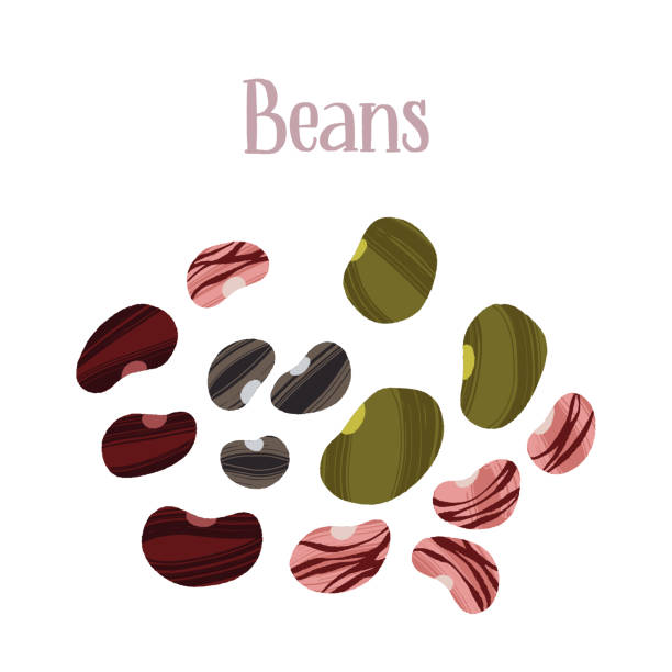 stockillustraties, clipart, cartoons en iconen met different kinds of beans. carbs for healthy nutrition. - dry january