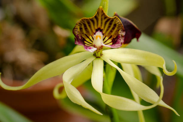 Close up of flower of the orchid Encyclia cochleata showing bilateral symmetry.