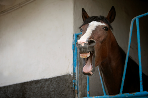funny photo of a yawning horse. The theme of farm animals and equestrian sports