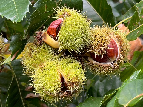 Horizontal closeup photo of green leaves and prickly chestnut seed cases with brown chestnuts inside, growing on a chestnut tree in Autumn. Armidale, New England high country, NSW