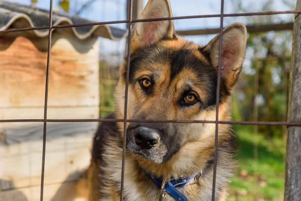 Portrait of a German shepherd behind bars