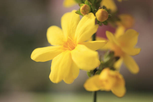 It is widely cultivated in the world because it blooms beautiful flowers, and in some areas such as southern North America, those that escaped cultivation have become wild and established.