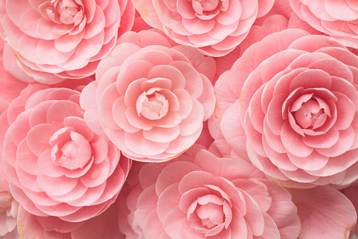 It is a pink double-flowered variety, and it is very popular because its petals spread evenly over and over again. Camellia has been loved in Japan for a long time, and many horticultural varieties have been born. Today, it is a plant that is so famous that there are lovers in Europe.