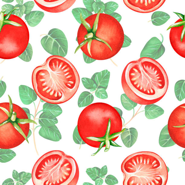 ilustraciones, imágenes clip art, dibujos animados e iconos de stock de patrón sin costuras. tomates y orégano. ilustración en acuarela. aislado sobre un fondo blanco. - cherry tomato tomato white background vegetable