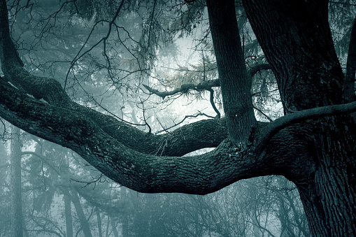 Spooky scary forest, close-up of an old tree in foggy forest